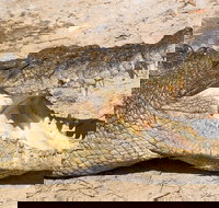 4-Day Cairns Ultimate Combo Daintree Rainforest Reef Kuranda  Paronella Park - Holiday Jervis Bay