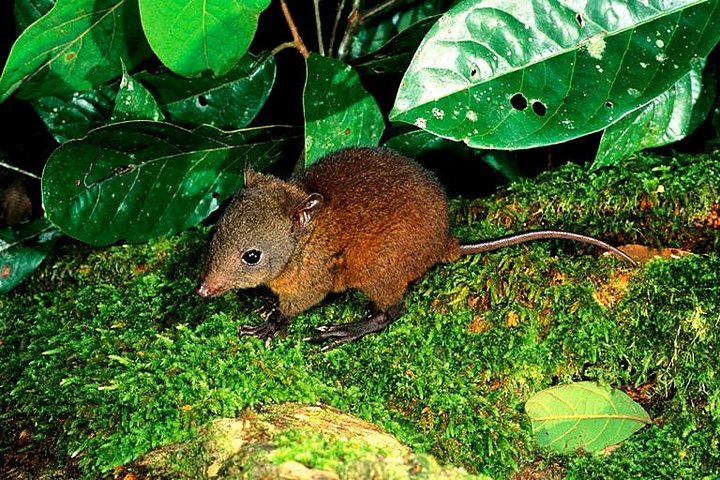 Earlville QLD Holiday Jervis Bay