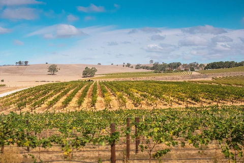 Barossa Valley Private Tour (from 2 To 11 People) - Holiday Jervis Bay 2