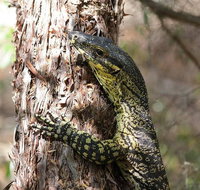 Byron Bay Combo Hinterland Tour Including Minyon Falls and Kayaking with Dolphins - Holiday Jervis Bay