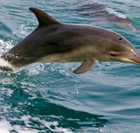1.5HR Mudjimba Island Wildlife Safari - Holiday Jervis Bay