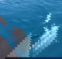 Noosa Wild Dolphin Safari