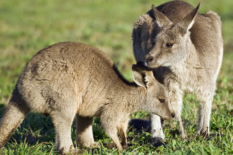 LGBT+ Friendly Full Day Phillip Island Private Tour - Holiday Jervis Bay 3