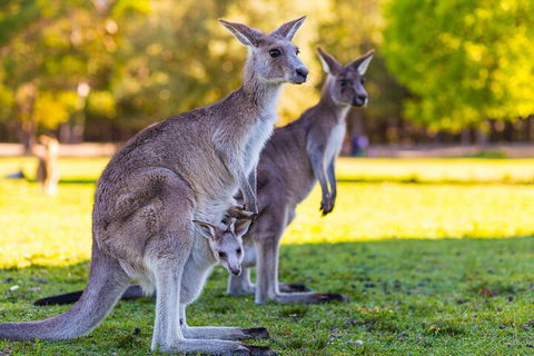 LGBT+ Friendly Full Day Phillip Island Private Tour - Holiday Jervis Bay 4