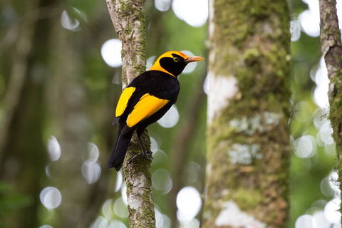 Lamington National Park, O'Reilly's & Vineyard Tour - Holiday Jervis Bay 4
