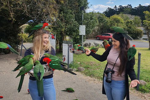 Lamington National Park, O'Reilly's & Vineyard Tour - Holiday Jervis Bay 5