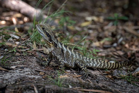Cape Byron Aboriginal Tour - Holiday Jervis Bay 3