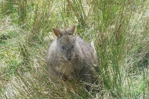 Leven Canyon Day Trip Including Wings Wildlife Park Or Gunns Plains Caves - Holiday Jervis Bay 3