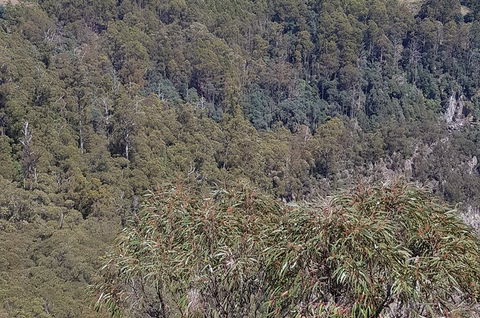 Leven Canyon Day Trip Including Wings Wildlife Park Or Gunns Plains Caves - Holiday Jervis Bay 4