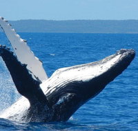 Mooloolaba Whale Watching Tour - Holiday Jervis Bay