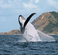 Byron Bay Whale Watching Cruise - Holiday Jervis Bay