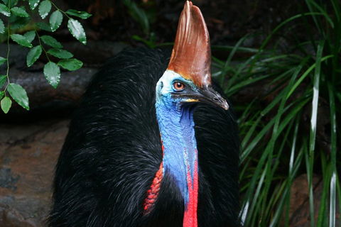 Cape Tribulation, Daintree Rainforest And Wildlife Tour - Holiday Jervis Bay 5