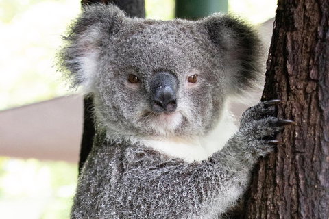 Wildlife Habitat Port Douglas - Holiday Jervis Bay 1