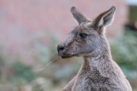 Grampians National Park With Kangaroos And MacKenzie Falls From Melbourne - Holiday Jervis Bay 0