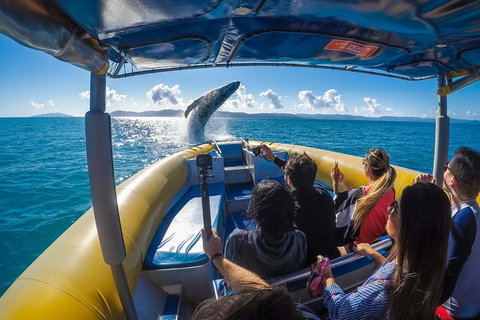 Ocean Rafting Tour To Whitehaven Beach, Hill Inlet Lookout & Top Snorkel Spots - Holiday Jervis Bay 4