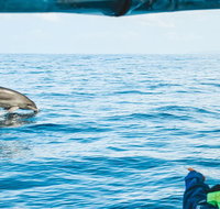 Cruise with Dolphins in Byron Bay - Holiday Jervis Bay