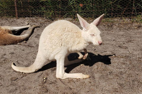 Very Best Of Perth Tour - Wildlife Park & City Highlights Tour - Holiday Jervis Bay 3