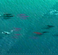 40-45 Minute Port Stephens and Stockton Beach Helicopter Flight - For 2 - Holiday Jervis Bay