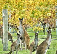 Margaret River Indulge and Discover Day Tour - Holiday Jervis Bay