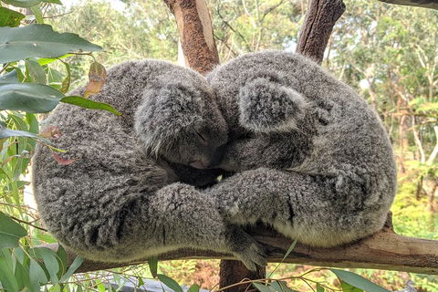 Central Coast Explorer With 'Personalised Sydney Tours' - Holiday Jervis Bay 5