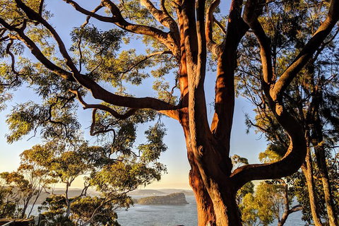 Manly & Sydney's Northern Beaches With 'Personalised Sydney Tours' - Holiday Jervis Bay 4