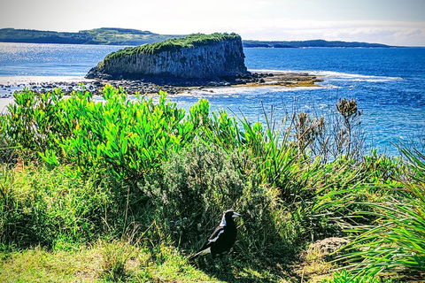 Erupting Blowholes And Ancient Rainforests With 'Personalised Sydney Tours' - Holiday Jervis Bay 3