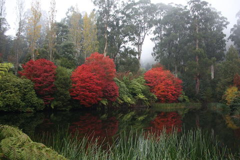 LGBT+ Friendly Full Day Yarra Valley & Dandenong Ranges Private Tour - Holiday Jervis Bay 2
