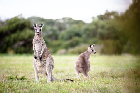 LGBT+ Friendly 3 Day Tour The Grampians, Daylesford & Ballarat - Holiday Jervis Bay 2
