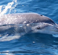 Jervis Bay Dolphin Watch Cruise - Holiday Jervis Bay