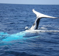 Whale Watching Jervis Bay - Holiday Jervis Bay