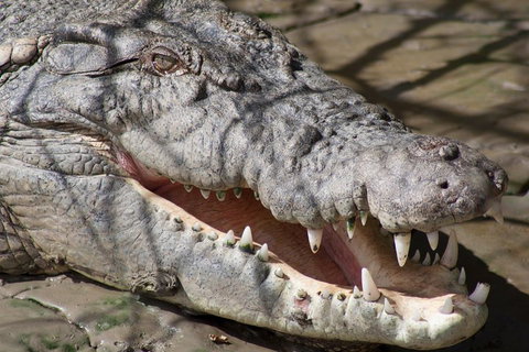 Whitsunday Crocodile Safari Including Lunch - Holiday Jervis Bay 1