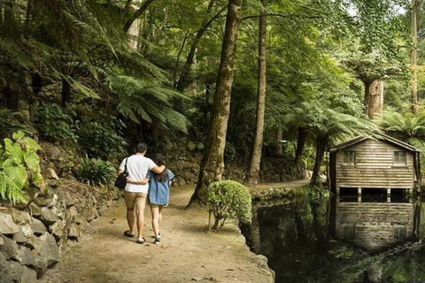 Discover Tour: Dandenong Ranges & William Ricketts Sanctuary - Holiday Jervis Bay 0