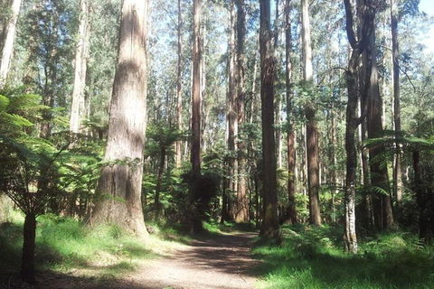 Discover Tour: Dandenong Ranges & William Ricketts Sanctuary - Holiday Jervis Bay 5