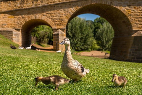 Richmond Historic Afternoon Tour From Hobart - Holiday Jervis Bay 1