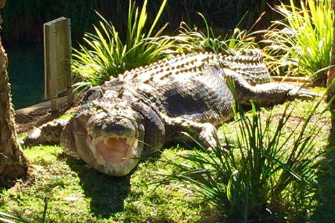 Central Coast Private Tour From Sydney, With Australian Reptile Park Option - Holiday Jervis Bay 4