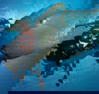 Great Barrier Reef Snorkeling and Diving Cruise from Cairns - Holiday Jervis Bay