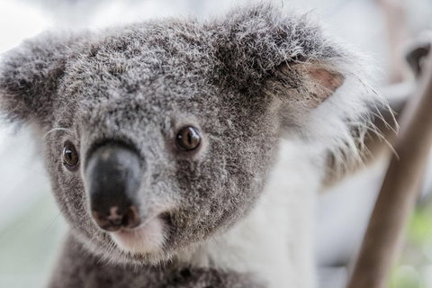 Ultimate Sydney Pass - Holiday Jervis Bay 2