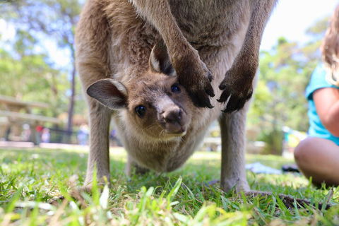 Luxury Hunter Valley Wildlife, Wine & Vodka Tasting Tour From Sydney - Holiday Jervis Bay 3