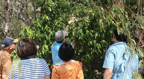 Magnetic Island Tour: Maggie Comprehensive - Holiday Jervis Bay 4
