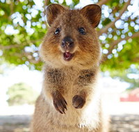 Discover Rottnest with Ferry  Bus Tour from Perth or Fremantle - Holiday Jervis Bay