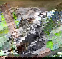 Cairns ZOOM and Wildlife Dome - Holiday Jervis Bay