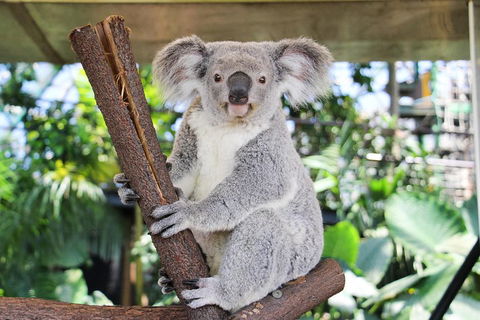Cairns ZOOM And Wildlife Dome - Holiday Jervis Bay 0