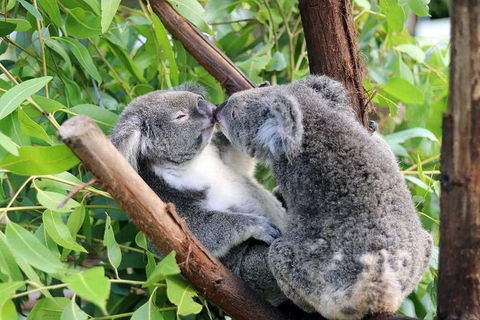 Classic Kuranda By Skyrail And Scenic Railway Including Rainforestation, Koala And Wildlife Park And Pamagirri Aboriginal Experi - Holiday Jervis Bay 3