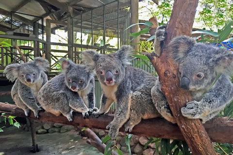Best Of Kuranda Including Skyrail, Kuranda Scenic Railway And Rainforestation - Holiday Jervis Bay 4