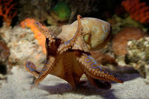 General Admission Entry At AQWA - Holiday Jervis Bay 0