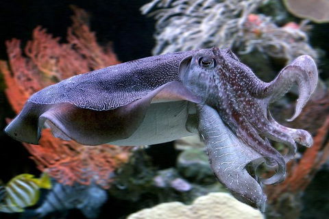 General Admission Entry At AQWA - Holiday Jervis Bay 3