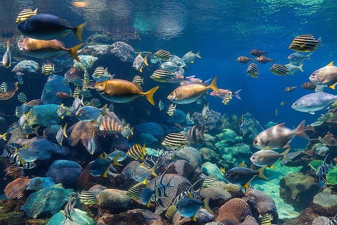 General Admission Entry At AQWA - Holiday Jervis Bay 5