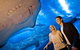 Dive With Sharks At AQWA - thumb 0