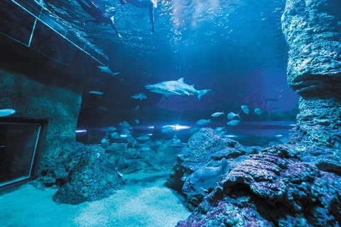 Dive With Sharks At AQWA - Holiday Jervis Bay 3