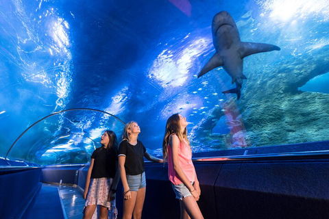 Lunch And General Admission Entry At AQWA - Holiday Jervis Bay 0